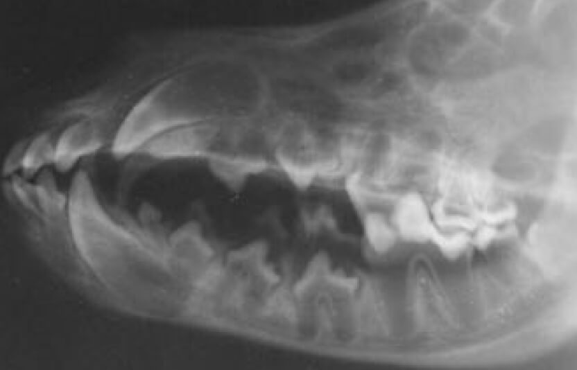 Схема или снимок зубов собаки